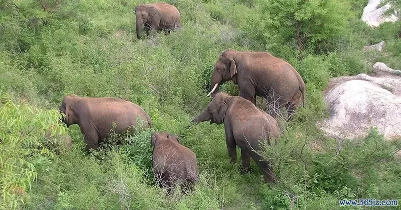 Elephant Herd